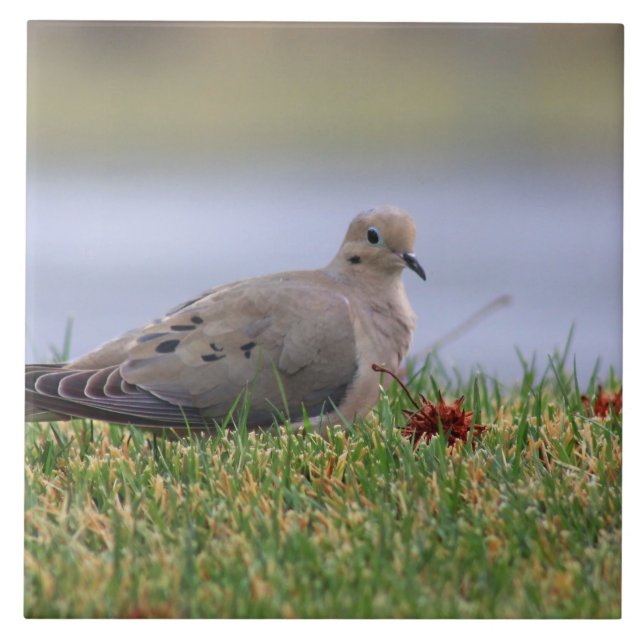 Carreau En Céramique Oiseau de colombe (Devant)