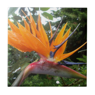 Carreau En Céramique Oiseau de la Fleur du Paradis