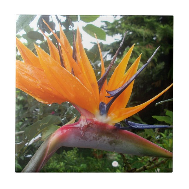 Carreau En Céramique Oiseau de la Fleur du Paradis (Devant)