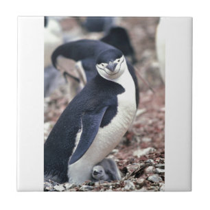 Carreau En Céramique Oiseau de pingouin mignon animal noir eau blanche