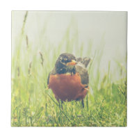 Oiseau de Robin d'Américain