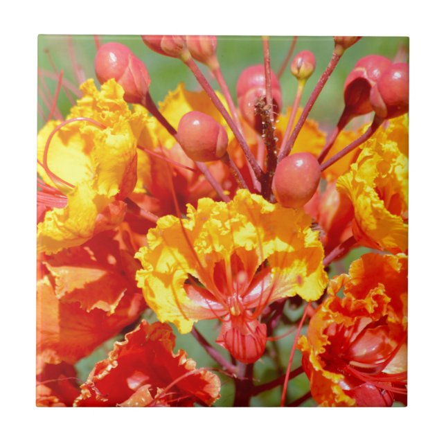 Carreau En Céramique Oiseau du paradis mexicain (Devant)