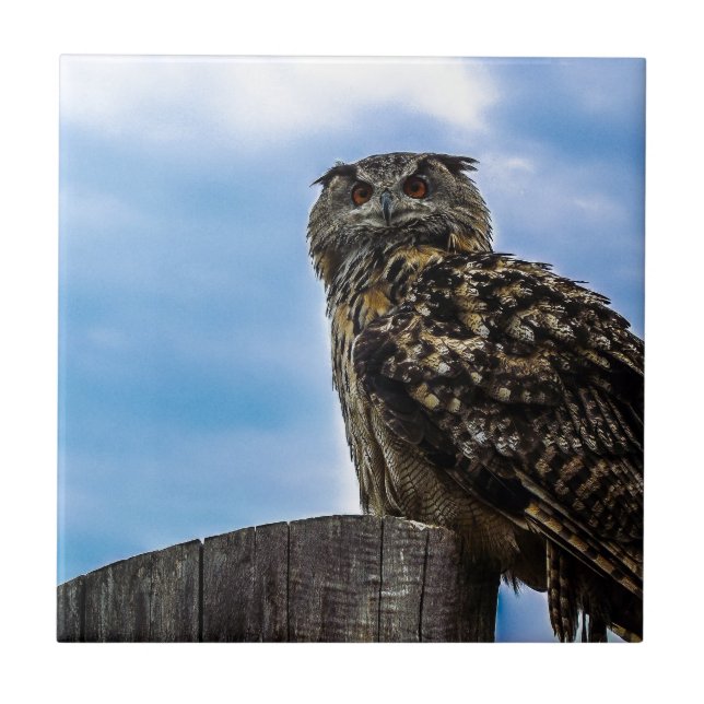 Carreau En Céramique Oiseaux de hibou Plumes Animaux Nature Destinée Pa (Devant)