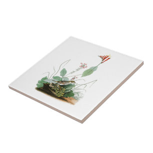 Carreau En Céramique Oiseaux de John Audubon de l'étamine de Henslow d