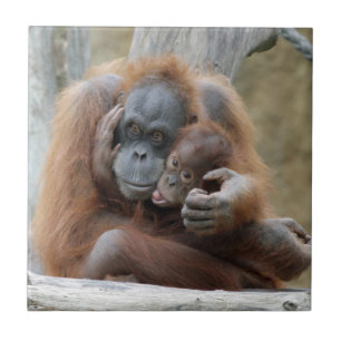 Carreau En Céramique Orang Utan 001