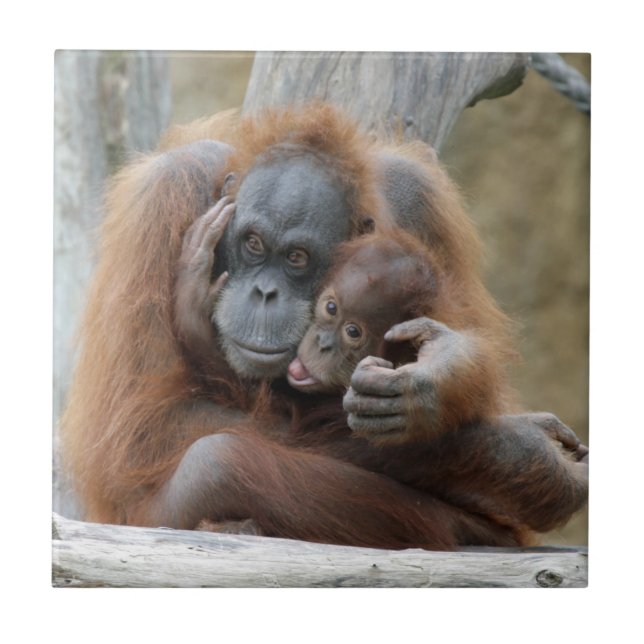 Carreau En Céramique Orang Utan 001 (Devant)