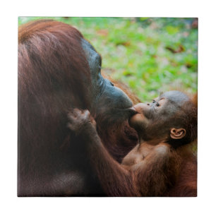 Carreau En Céramique Orangutan mother et baby