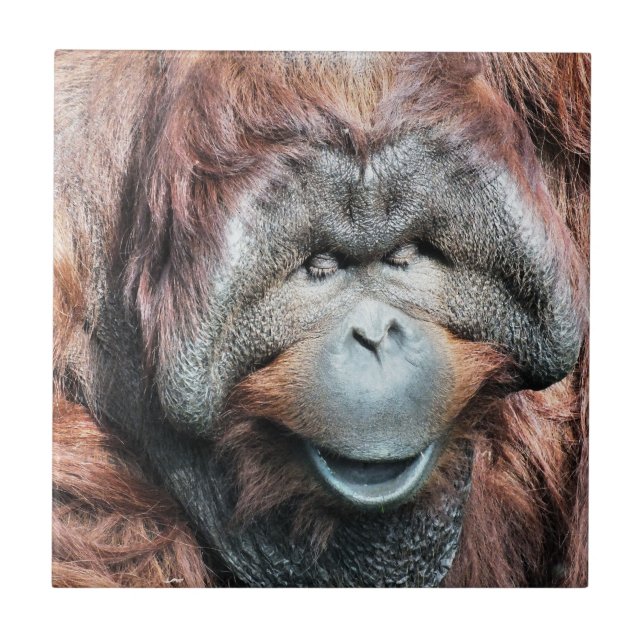 CARREAU EN CÉRAMIQUE ORANGUTANS (Devant)