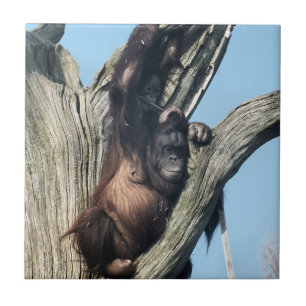 CARREAU EN CÉRAMIQUE ORANGUTANS
