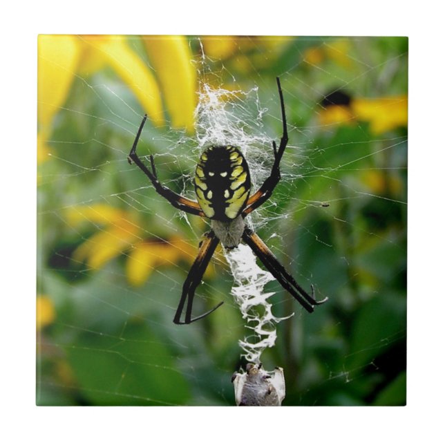 Carreau En Céramique Orb Spider dans le Web (Devant)