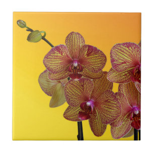 Carreau En Céramique orchidée
