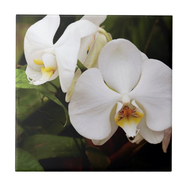 Carreau En Céramique Orchidée Lune Blanche (Phalaenopsis Aphrodite) (Devant)