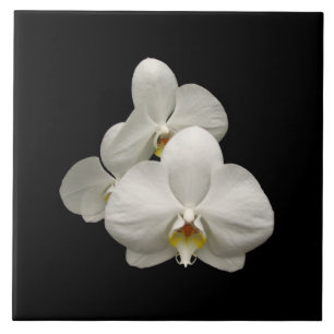 Carreau En Céramique Orchidées blanches