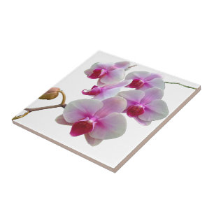 Carreau En Céramique Orchidées de mite roses - Phalaenopsis