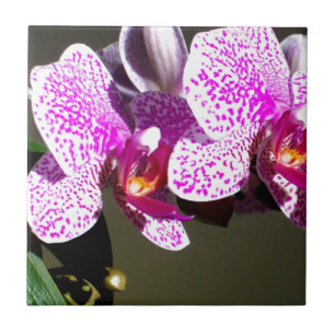 Carreau En Céramique Orchidées roses 1
