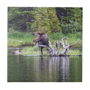 Carreau En Céramique Orignaux lâches