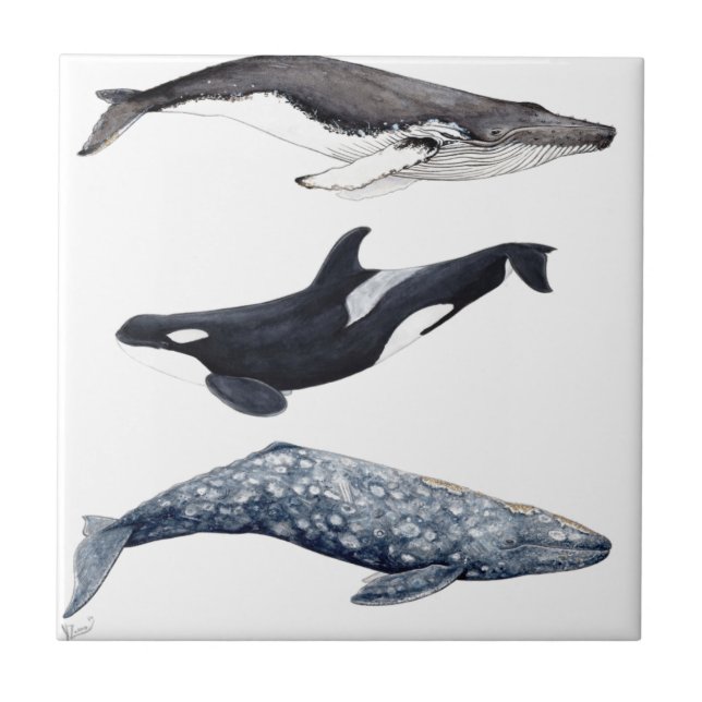 Carreau En Céramique Orque, baleine bossue et baleine gris (Devant)