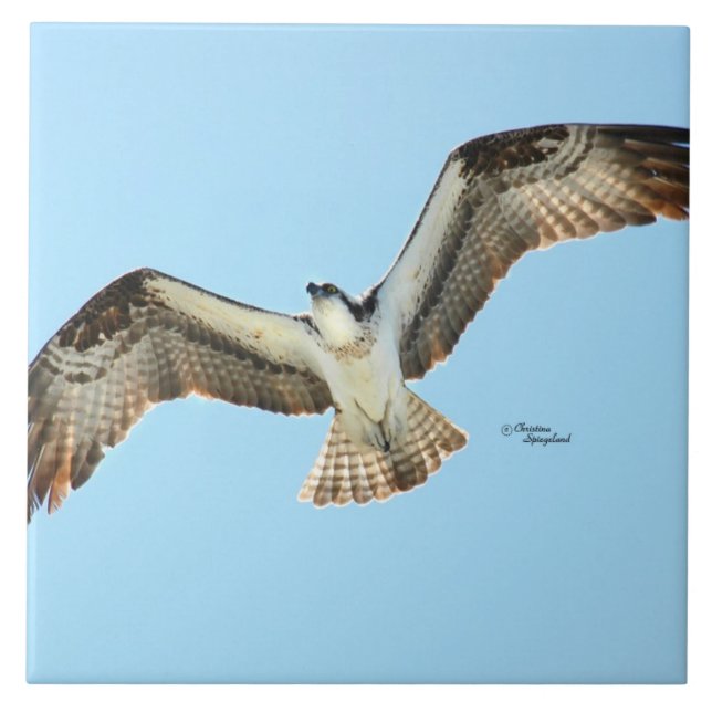 Carreau En Céramique Osprey faucon volant Carrelage (Devant)