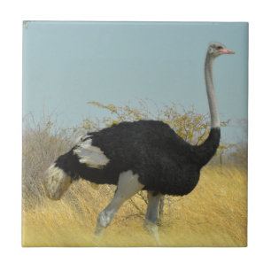 Carreau En Céramique Ostrige pour courir