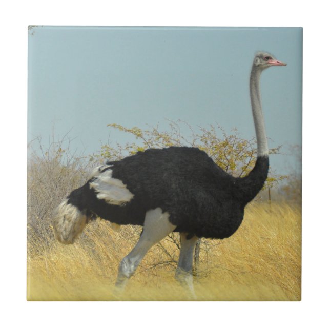 Carreau En Céramique Ostrige pour courir (Devant)