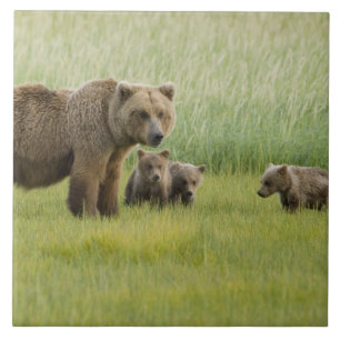 Carreau En Céramique Ours brun d'Alaska femelle et trois oursons, Ursus
