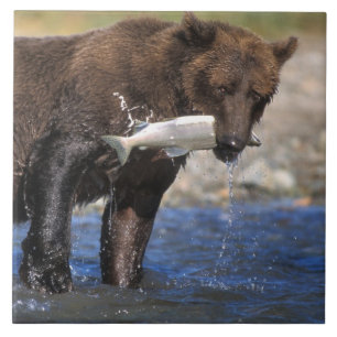 Carreau En Céramique Ours brun, grizzly, avec prise de saumon,