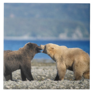 Carreau En Céramique Ours brun, ours grizzly, jouer sur la plage,