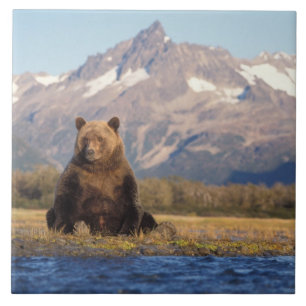 Carreau En Céramique ours brun, Ursus arctos, grizzli, Ursus