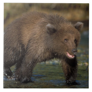 Carreau En Céramique ours brun, Ursus arctos, grizzli, Ursus 6