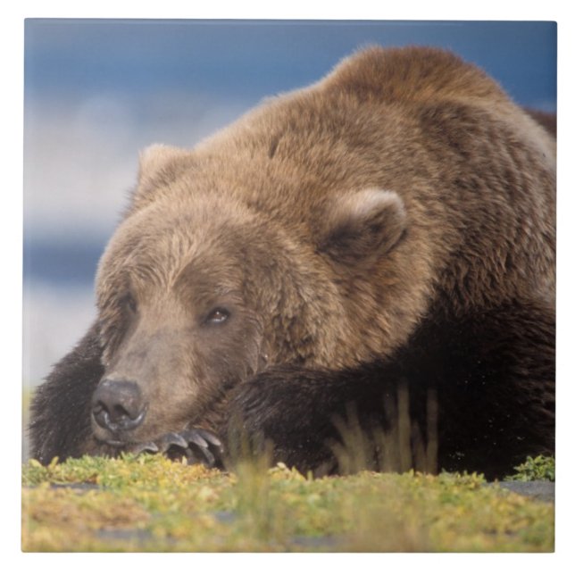 Carreau En Céramique ours brun, Ursus arctos, grizzli, Ursus 8 (Devant)