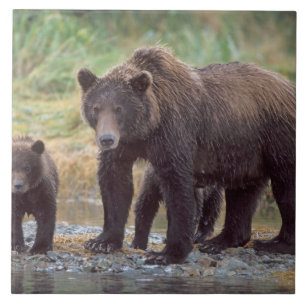 Carreau En Céramique ours brun, Ursus arctos, grizzly, Ursus 3