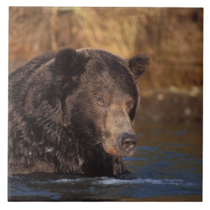 Carreau En Céramique ours brun, Ursus arctos, grizzly, Ursus 5