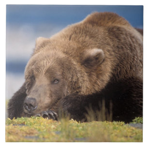 Carreau En Céramique ours brun, Ursus arctos, grizzly, Ursus 8