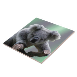 Carreau En Céramique Ours de koala