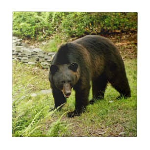 Carreau En Céramique Ours noir de la Pennsylvanie