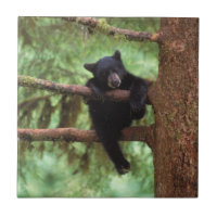 ours noir, Ursus americanus, ourson dans un arbre