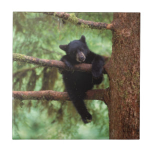 Carreau En Céramique ours noir, Ursus americanus, ourson dans un arbre