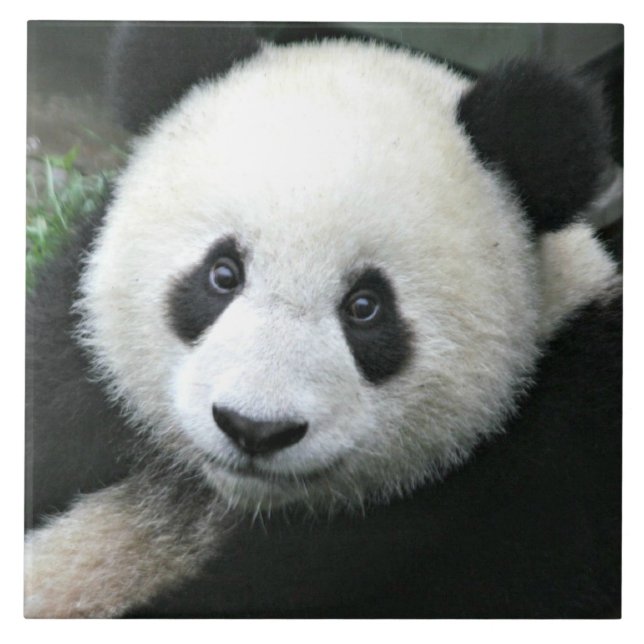 Carreau En Céramique Ours Panda (Devant)