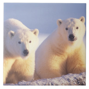 Carreau En Céramique Ours polaire femelle avec ourson sur la banquise