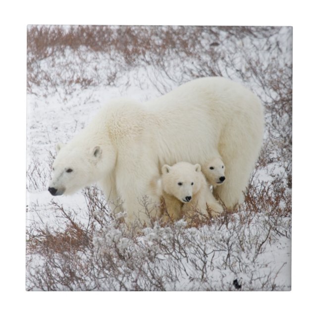 Carreau En Céramique Ours polaire femelle et deux petits (Devant)