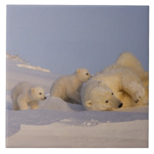 Carreau En Céramique ours polaire, Ursus maritimus, femelle jouant
