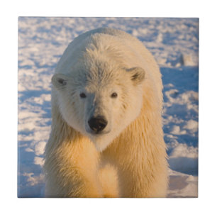 Carreau En Céramique ours polaire, Ursus maritimus, ours polaire sur gl