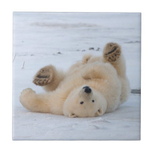 Carreau En Céramique ours polaire, Ursus maritimus, ourson roulant 3