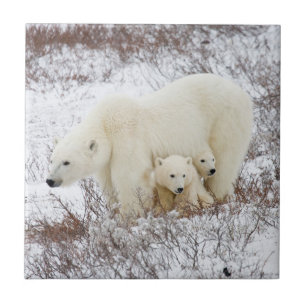 Carreau En Céramique Ours polaires femelle et deux oursons