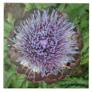 Carreau En Céramique Ouvrez la fleur d'artichaut. Pourpre