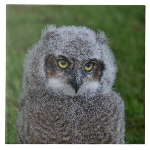 Carreau En Céramique Owl_20180215_par_JAMFoto
