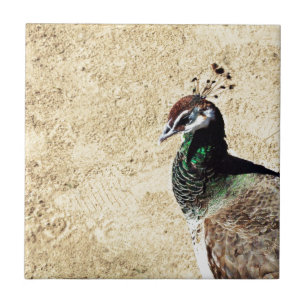 Carreau En Céramique Pacock