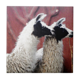 Carreau En Céramique Paires de lamas