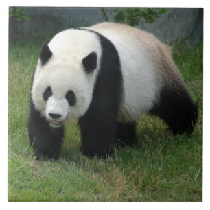 Carreau En Céramique panda114
