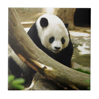 Carreau En Céramique Panda géant Gao Gao au zoo de San Diego